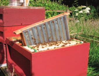 Using biotechnical controls Biotechnical control methods allow beekeepers to control varroa without the use of chemical varroacides.