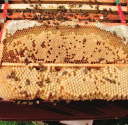 One of the advantages of biotechnical controls is that their use can often be naturally combined with other beekeeping operations.