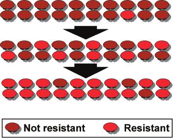 Resistance management How does resistance arise? Varroa populations will eventually develop resistance to any chemical varroacide.