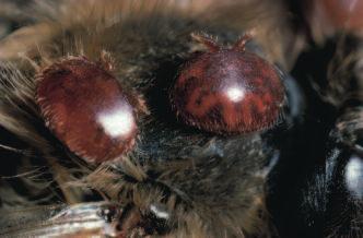 Looking ahead Over the coming years we can expect new developments that will change the way we control infestation with varroa.
