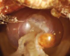 Varroa biology Varroa destructor (Acari: Varroidae) is a species of mite an animal group more