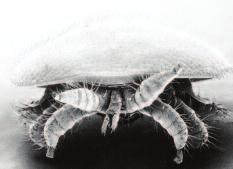 adult female varroa mite Feeding Varroa can feed and survive on both adult bees and their