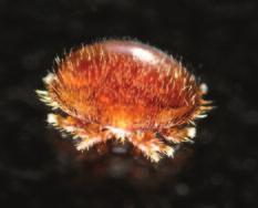 The mites feed on their host s haemolymph (blood) through punctures made in the body wall with