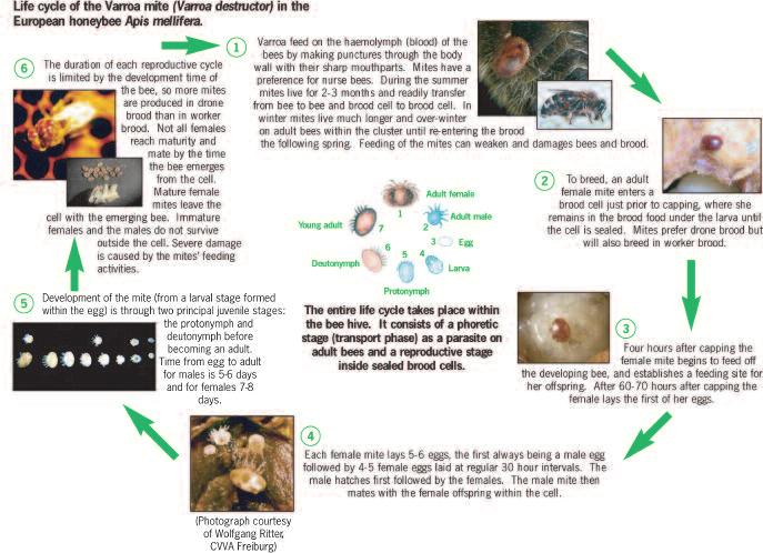 Varroa lifecycle diagram Life cycle of the Varroa mite (Varroa destructor) in the