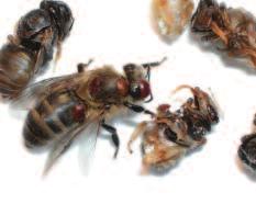 Figure 5: Worker bee with damaged wings caused by varroa feeding on the developing bee Figure 6: Varroa damage: