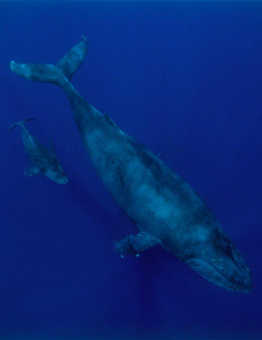 Vol. 2 - Page 105 Mother & Calf Mother & Calf Baleen whales, pregnant for almost a year, provide a long period
