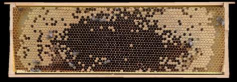 Brood pattern: 3 The interior cells are filled with eggs or larvae Brood pattern: 1 STEP 5: varroa measurements The sticky board is the