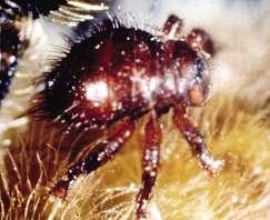 bees Recognising varroa Female varroa mites are easily recognised by their flat, reddish-brown oval bodies (1.
