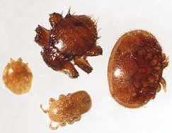 Immature female mites and male varroa mites exist only in brood cells and are smaller and pale in colour.