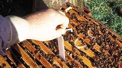 How to control varroa infestation The aim of varroa control The fundamental aim of varroa control is to keep the mite population below the level where harm is