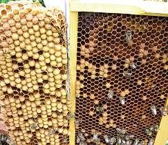 One of the advantages of biotechnical controls is that their use can often be naturally combined with other beekeeping operations.