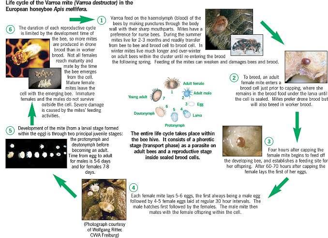 Varroa lifecycle diagram Life cycle of the varroa mite (Varroa destructor) in the