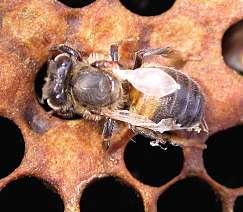 The harmful effects of varroa Effects on individual bees Individual bees infested with varroa