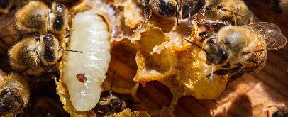 What is a Varroa Mite?