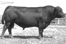 hinder your breeding program. It is up to you to select the right bulls.
