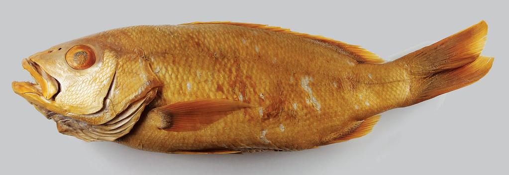 Figure 7. Lutjanus madras, preserved holotype, MNHN 0000-8338, 254 mm SL, Mahé, Seychelles (Y. Fukui). Description.