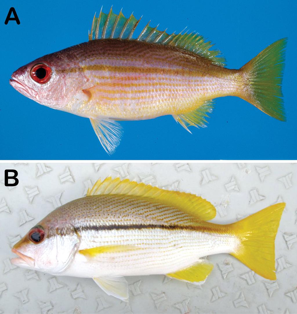 Figure 13. Lutjanus lutjanus (A): MUFS 26860, 122 mm SL, Japan (K. Tsuzaki); and Lutjanus vitta (B): uncatalogued specimen, about 25 cm TL, Okinawa, Japan (D. Miyagi; http://zukan.
