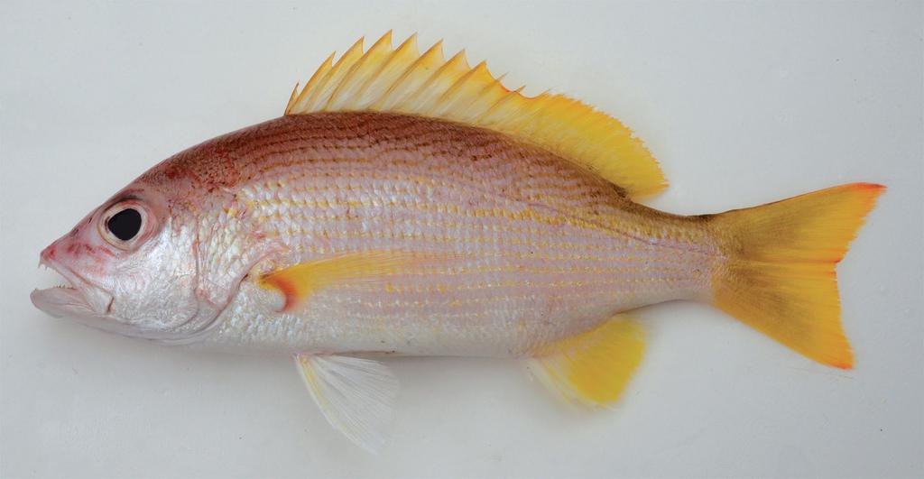 Figure 4. Lutjanus xanthopinnis, fresh paratype, MUFS 46205, 161 mm SL, Sri Lanka (F. Tanaka).