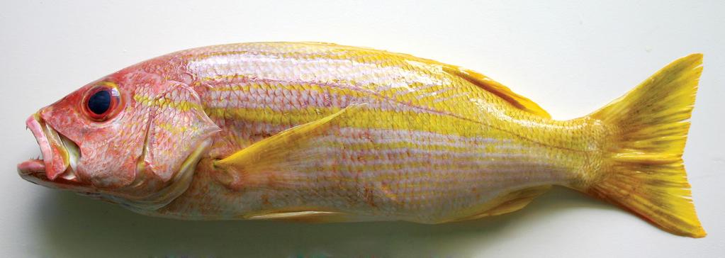Figure 6. Lutjanus madras, fresh topogenetype, KUT 6818, 270 mm SL, Mahé, Seychelles (A. Bentley).
