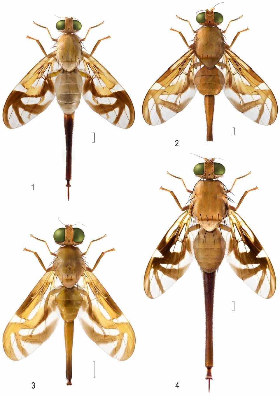 FIGURES 1 4. Habitus female, dorsal: 1, A. bella (composite Panama: Migdalia Fuentes, USNMENT00215485 & holotype); 2, A.