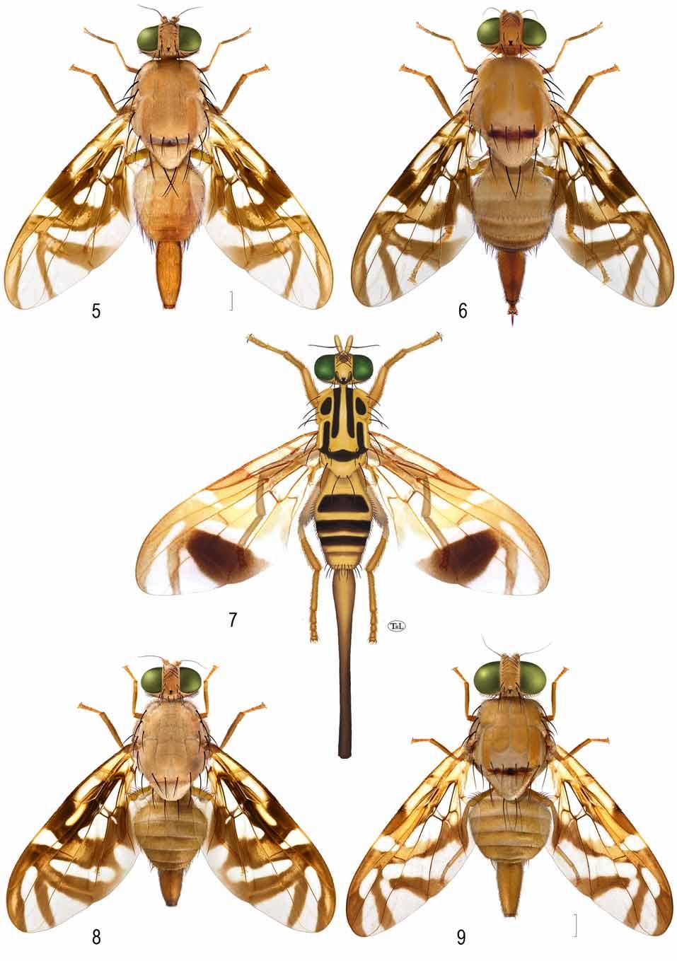 FIGURES 5 9. Habitus female, dorsal: 5, A. furcata (Panama); 6, A. fuscata (holotype); 7, A. cordata (Costa Rica: Estación Magsasay, INBioCRI001111264); 8, A.