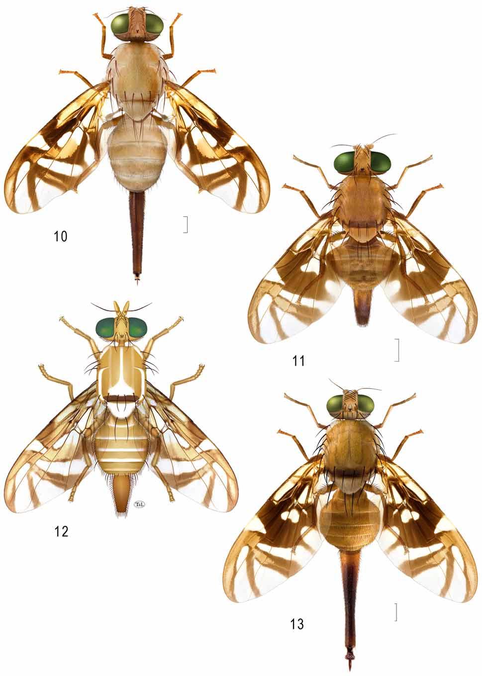 FIGURES 10 13. Habitus female, dorsal: 10, A. nigra (Panama: Altos de Pacora, USNMENT00215492); 11, A. rafaeli (Brazil: Ilha de Maraca); 12, A.