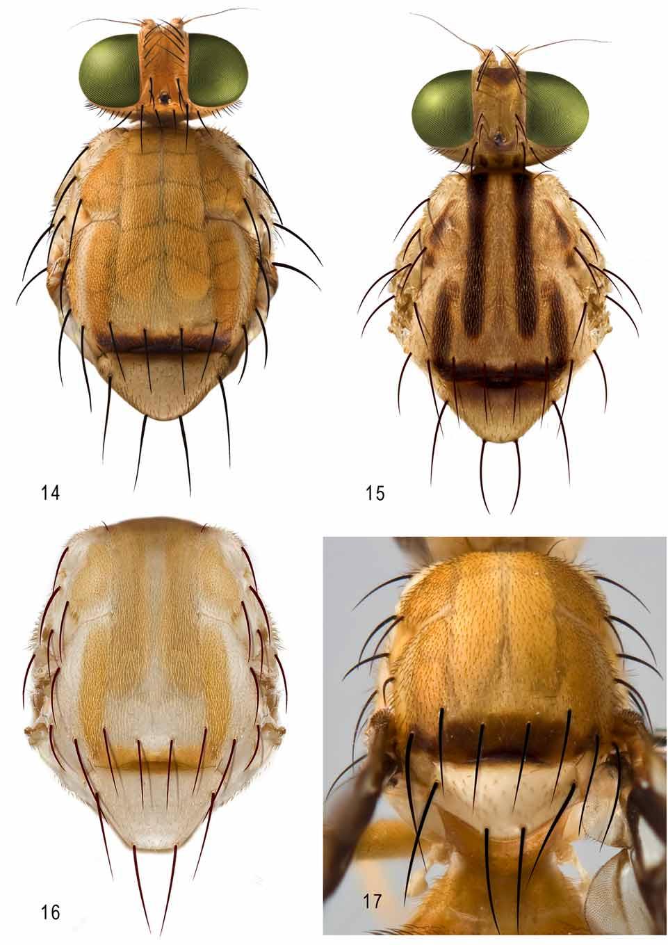 FIGURES 14 17. Head and thorax, dorsal: 14, A. fenestrella (Costa Rica: Zurquí, USNMENT00048495); 15, A. nigrivittata (holotype); thorax, dorsal: 16, A.