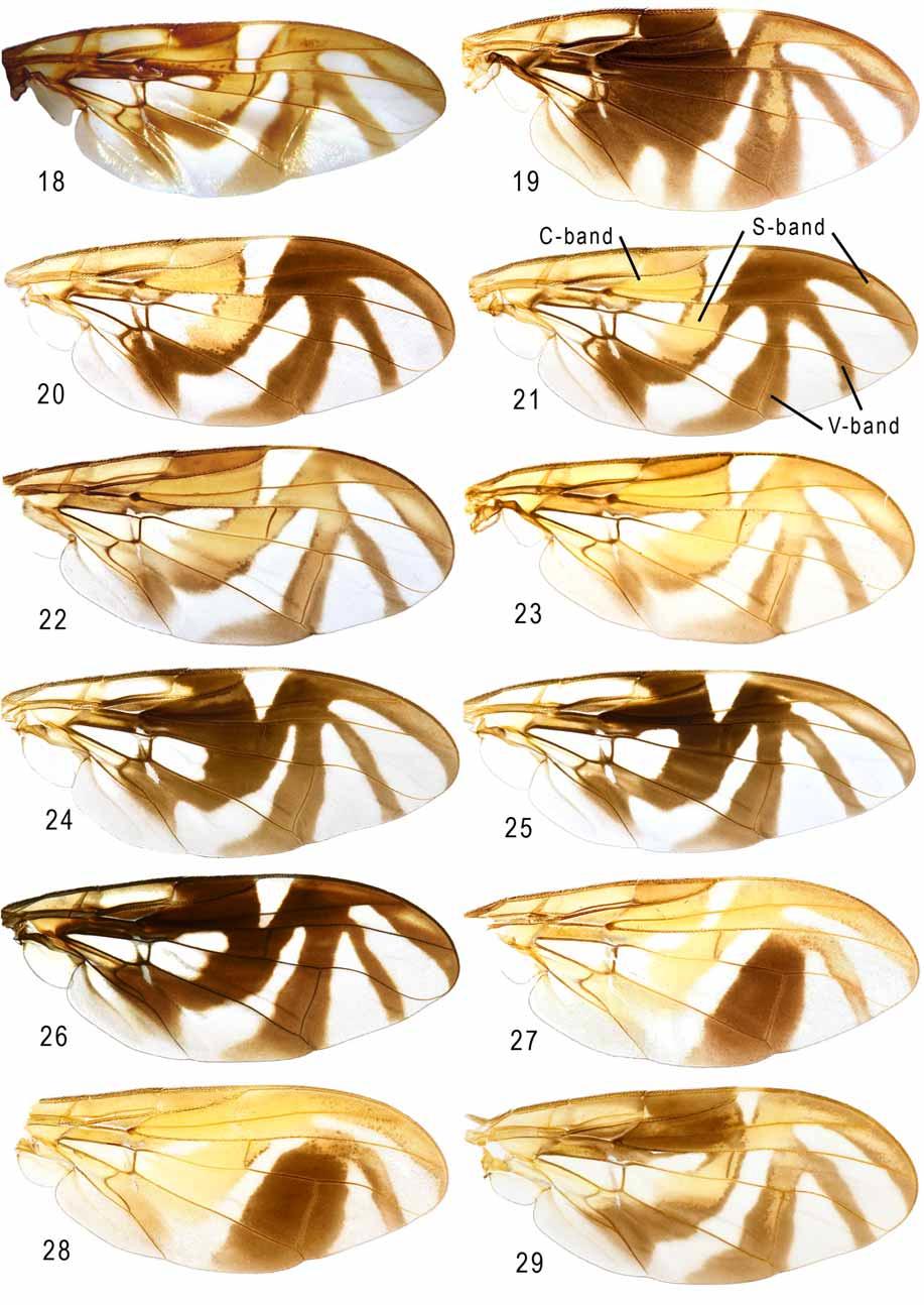 FIGURES 18 29. Wings: 18, A. amaryllis (holotype); 19, A. amazonensis (holotype); 20 21, A. bella (Panamá: Cerrro Jefe, USNMENT00215485; Migdalia Fuentes, USNMENT00671176); 22 23, A.