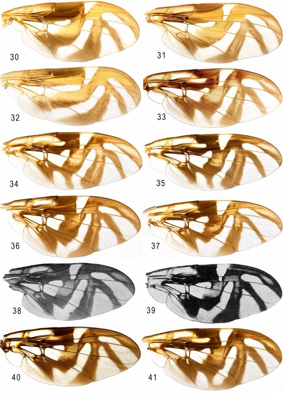 FIGURES 30 41. Wings: 30, A. cryptostrepha (Peru: Meshagua, USNMENT00104288); 31, A. cryptostrephoides (holotype); 32, A. disticrux (holotype); 33, A.