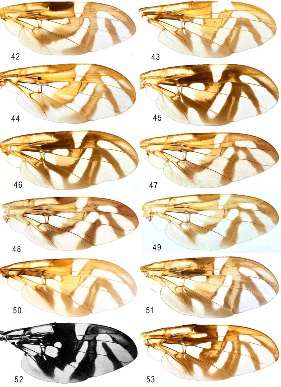 FIGURES 42 53. Wings: 42, A. jamaicensis (holotype); 43, A. lambda (holotype); 44, A. miza (Venezuela: Cuchime, USNMENT00214907); 45 46, A.