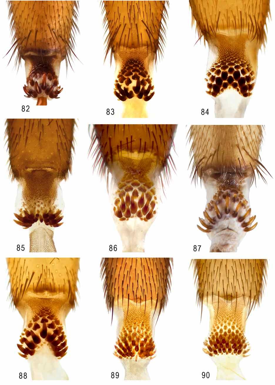 FIGURES 82 90. Eversible membranes: 82 83, A. nigrifascia (USA: Big Pine Key, USNMENT00216472; Key West, USNMENT00216381); 84, A. nigrivittata (holotype); 85, A. partita (holotype); 86, A.