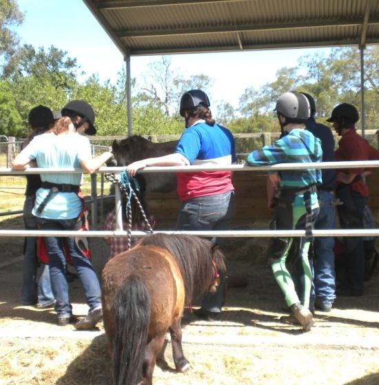 Miniature Horses Special fellows with special needs!