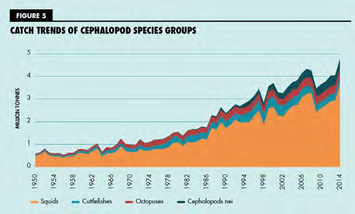 Squid Populations and Harvest at High Levels FAO Data Zo