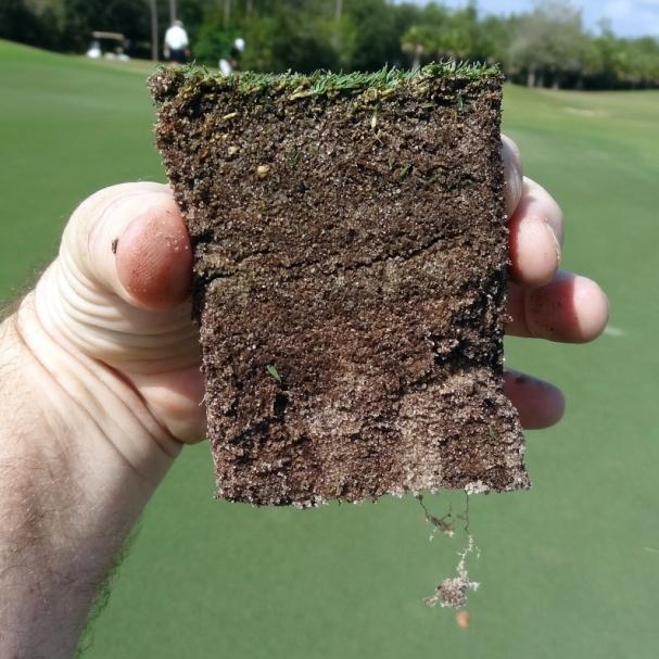 Aggressive core aeration programs were implemented this past summer and included five core aerations (four conventional, one deep) with 5/8-inch hollow tines.