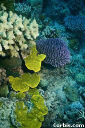 The Great Barrier Reef: Home to 1500 species of fish 400 different types of coral 4,000 mollusks 500