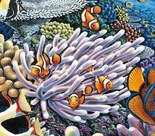 Coral Reef Creatures Symbiotic relationships