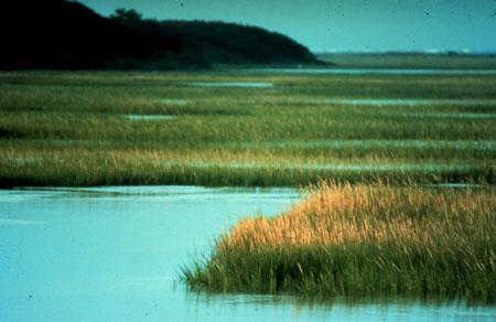 Salt marshes are intertidal flats covered by grassy vegetation. Marshes are most commonly found in protected areas with a moderate tidal range, such as the landward side of barrier islands.