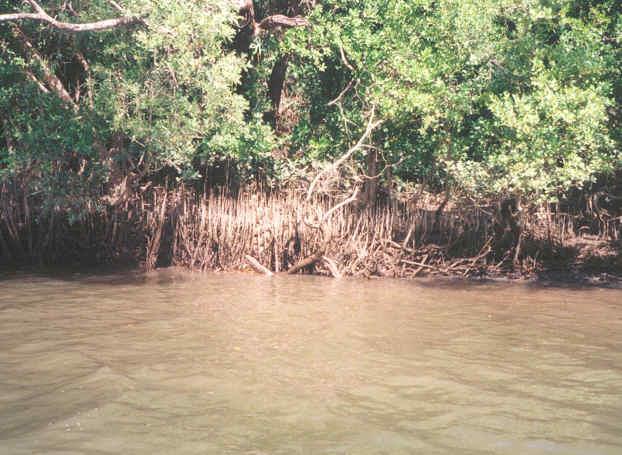 Mangroves are large woody trees with a dense, complex root system that grows downward from the branches Mangroves are the dominant plant of the tropical and subtropical intertidal area Distribution
