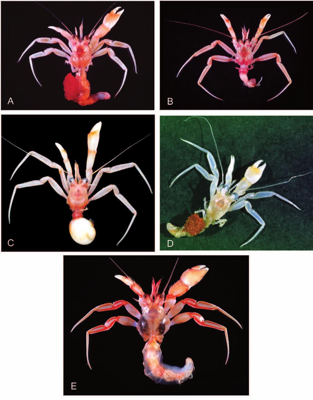 Fig. 8. Live coloration. A-D, Strobopagurus gracilipes (A. Milne-Edwards, 1891): A, ov F 5.1 mm, TAIWAN 2003, stn CP 214 (NTOU A00001); B, M 6.