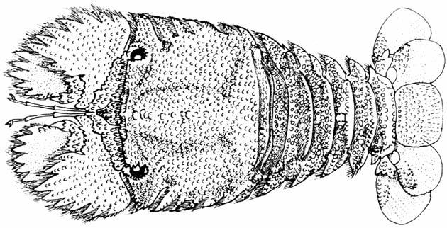 Exopods of all maxillipeds with a multiarticulate flagellum.................. 2 Fig. 1 Scyllarus Fig. 2 Parribacus 2a.