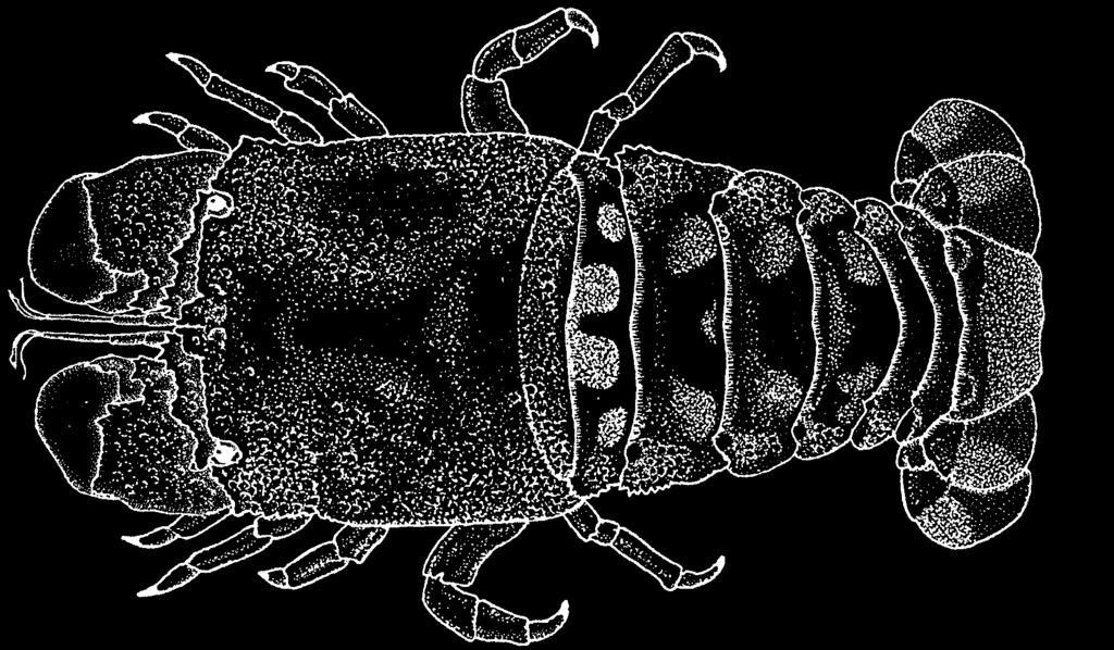 324 Lobsters Scyllarides aequinoctialis (Lund, 1793) Frequent synonyms / misidentifications: None / None. FAO names: En - Spanish slipper lobster; Fr - Cigale marie-carogne; Sp - Cigarro español.