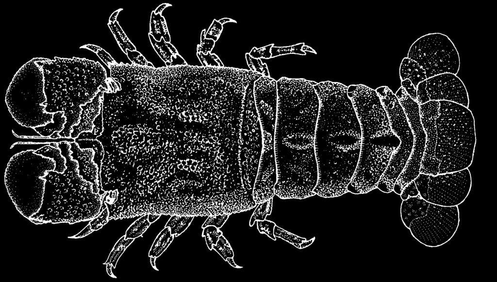 Scyllaridae 325 Scyllarides nodifer (Stimpson, 1866) Frequent synonyms / misidentifications: None / None. FAO names: En - Ridged slipper lobster; Fr - Cigale chambrée; Sp - Cigarro de quilla.