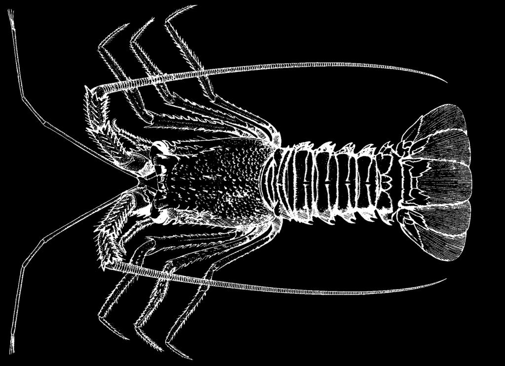 316 Lobsters Palinustus truncatus A. Milne Edwards, 1880 Frequent synonyms / misidentifications: None / None. FAO names: En - American blunthorn lobster; Fr - Langouste aliousta; Sp - Langosta ñata.