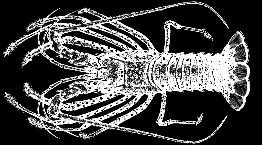 318 Lobsters Panulirus guttatus (Latreille, 1804) Frequent synonyms / misidentifications: None / None. FAO names: En - Spotted spiny lobster; Fr - Langouste brésilienne; Sp - Langosta moteada.