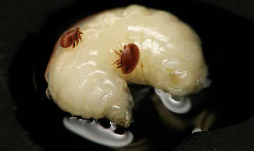 Varroa Mites: Samples and Controls (Varroa destructor or