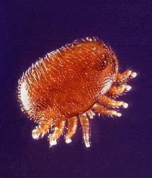 Overview of controls of Varroa destructor CHEMICALS (Miticides) SYNTHETIC Pyrethroid Strips (Apistan) Mites have shown resistance since 2009 Organophosphate Strips (Checkmite+) this will cause the