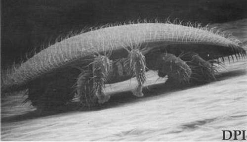 Varroa Mites--Overview Varroa destructor has no free living stage.