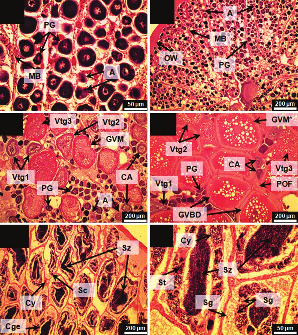 J.P.C. Silva et al. 1 2 3 4 5 6 Figures 1-6. Photomicrographs of ovarian (1-4) and testicular (5-6) histology illustrating oocytes and spermatocytes at different develop ment stages of C.