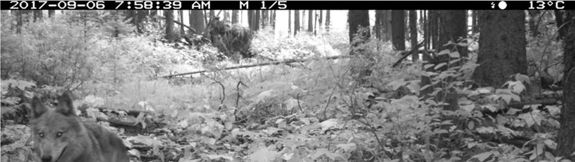 OBJECTIVES The Kootenay Remote Camera Wildlife Monitoring project has four main objectives: 1. Monitor trends in large mammal occupancy over time.