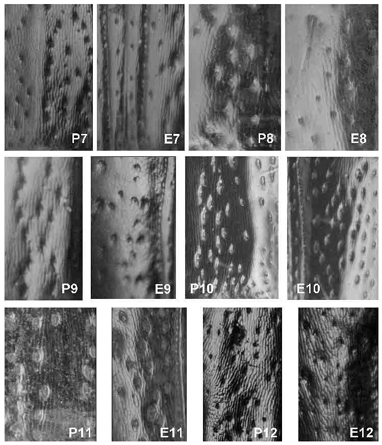 168 Koleopt. Rdsch. 75 (2005) Fig. 17: Surface of pronotum (P) and elytra (E) of 7) T.
